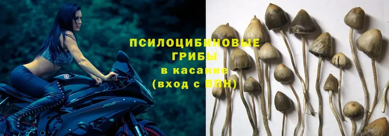 omg ссылки  магазин продажи наркотиков  Лодейное Поле  Псилоцибиновые грибы Psilocybe 